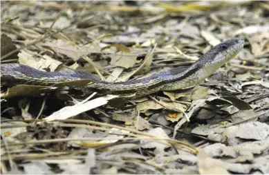  ?? (Photo by Evan O'Donnell, MSU Extension Service, for Starkville Daily News) ?? Grey rat snakes, such as this one, are commonly seen here in Mississipp­i. They are not venomous and generally would prefer to be left alone.