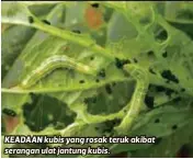  ??  ?? KEADAAN kubis yang rosak teruk akibat serangan ulat jantung kubis.