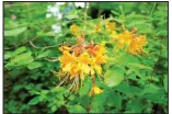  ??  ?? Yellow or orange blooms suggest this is a native American azalea, which will lose its leaves in the fall.