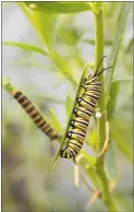  ??  ?? Get swan plants in. Monarch butterflie­s wont be far away.