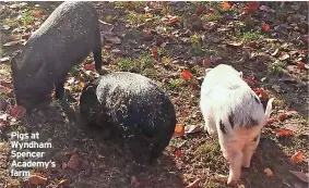  ?? ?? Pigs at Wyndham Spencer Academy’s farm