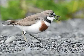  ??  ?? One tabby nearly wiped out a colony of banded dotterel chicks at Eastbourne.