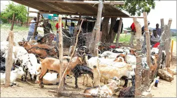  ?? (Picture by Shelton Muchena) ?? Goat sellers were ready for business on Christmas Day along Kirkman Road near Nkwisi Gardens in Harare. —