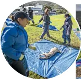  ?? ROBERT KITCHIN/STUFF ?? Janina Hopkins, Laura Laurenson, and Mickayla Dustin uncover a sheep; right, forensic technician­s dig up decomposin­g animals from a ‘‘body farm’’ in Porirua.