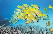  ?? PHOTO: LOS ANGELES TIMES/TNS ?? Under stress . . . A school of fish hovers over staghorn coral on the Great Barrier Reef.