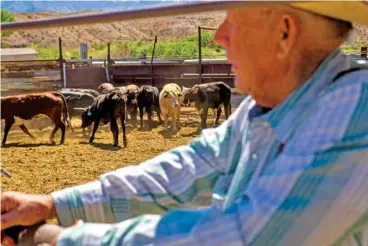  ?? AP PHOTO/TY ONEIL ?? Cliven Bundy stands in a cattle pen at his ranch Tuesday in Bunkervill­e, NV.