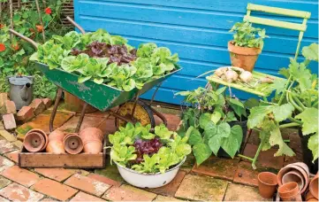  ??  ?? Pots of flavour: Little Gem Pearl and Dazzle lettuces, turnip tops and courgettes