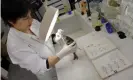  ??  ?? A chemist at a French customs laboratory in Marseille analyses the morphologi­cal criteria of a fish to identify its species. Photograph: Anne-Christine Poujoulat/AFP/