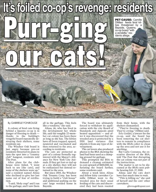  ??  ?? PET CAUSE: Camille DiMasi feeds feral kitties threatened by a Bayside, Queens, co-op board “with a vendetta,” residents allege.