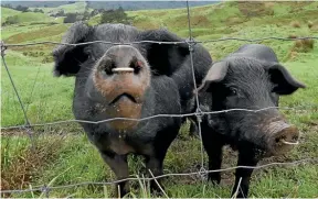  ??  ?? Joyce Wyllie’s black sow looks like a very big pig when she is stuck inside a small shed.