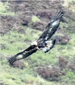  ??  ?? A tagged golden eagle flying over moorland in Angus.