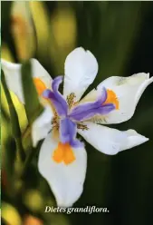  ??  ?? Dietes grandiflor­a.