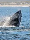  ?? ?? HERMANUS has been recognised by the WWF (World Wildlife Fund) as one of the 12 best whale watching destinatio­ns in the world. | David Ritchie