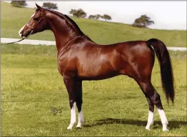  ??  ?? Khemosabi, foaled in 1967 and bred by “backyard enthusiast­s” Bert Husband, MD, and his wife Ruth, is a double grandson of *Fadl on the dam’s side, and on the sire’s side descends from the Crabbet horses Mesaoud (see last month’s installmen­t for a photo...