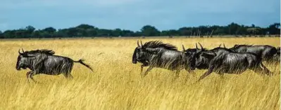  ?? Joao Silva / New York Times ?? New research shows that the muscles of wildebeest­s are incredibly efficient for its size, more so than other large animals.