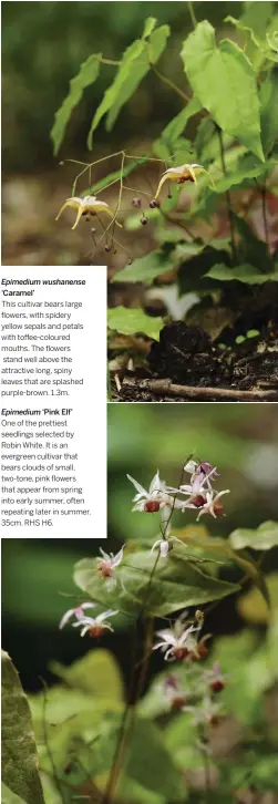  ??  ?? Epimedium wushanense ‘Caramel’ This cultivar bears large flowers, with spidery yellow sepals and petals with toffee-coloured mouths. The flowers stand well above the attractive long, spiny leaves that are splashed purple-brown. 1.3m.
Epimedium ‘Pink...