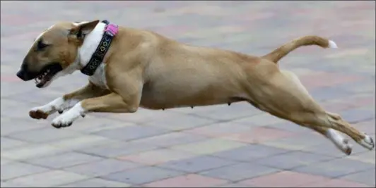  ?? PETR DAVID JOSEK — THE ASSOCIATED PRESS ?? The pet bull terrier owned by Czech entreprene­ur Robert Hasek, wearing a doggy fitness tracker attached to the dog collar during a demonstrat­ion in Prague, Czech Republic. The Actijoy fitness tracker system not only tracks activity but also how rigorous it is, and comes with a internet-connected bowl that monitors food and water consumptio­n, to make sure the dog has a healthy lifestyle.