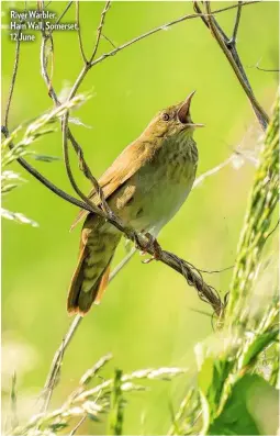  ??  ?? River Warbler, Ham Wall, Somerset, 12 June