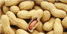  ?? Photo: Indian Express ?? When peanuts are eaten with a meal the typical post-meal increase of triglyceri­des is blunted.