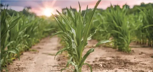  ??  ?? GROWTH FIELD Farmers are using data to conserve water and increase yields.