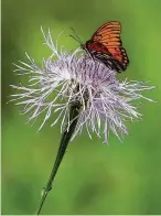  ?? Michael Ciaglo / Houston Chronicle ?? American basketflow­ers are attractive to pollinator­s like Gulf fritillary butterflie­s.