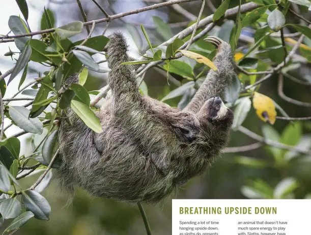  ??  ?? Above: Pygmy three-toed sloths are arboreal folivores that eat the leaves of a variety of trees. Right: The species has evolved a much smaller body size compared to its mainland relatives.