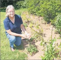  ?? HEATHER TAWEEL/THE GUARDIAN ?? Jackie Waddell, executive director of the Island Nature Trust, says the new hummingbir­d garden at Victoria Park in Charlottet­own (between Memorial Field ball diamond and playground equipment) features plants and shrubs that the birds like best. One of...