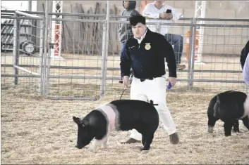  ?? SHARON BURNS PHOTO ?? A student guides his pig in the arena for the judges during the Livestock Show Weekend, Saturday, March 5, at the California Mid-Winter Fair in Imperial.