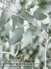  ??  ?? The silver-blue leaves of Eucalyptus glaucescen­s ‘Tinderry’ are good for cutting, page 68.