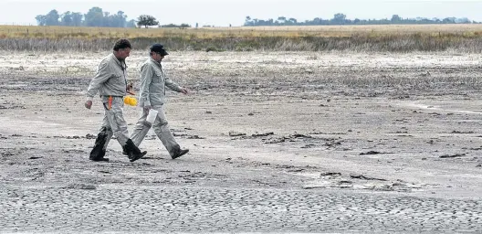  ?? FOTOS: RODRIGO GARCÍA - LA NUEVA. ?? obtenidas en Epecuén son congeladas y enviadas a la Universida­d Austral, donde se desarrolla­rá una base de datos y serán estudiadas. Las muestras