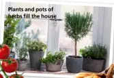  ??  ?? Plants and pots of herbs fill the house