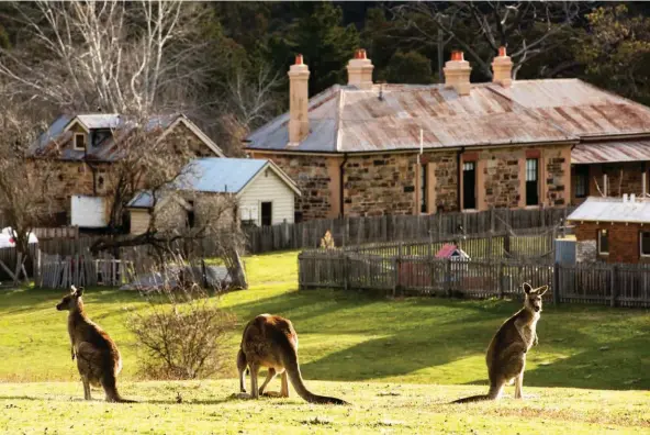  ??  ?? Kangaroos are a constant presence in Hill End, hopping between humble corrugated-iron abodes and the more stately brick buildings. Many of these structures have remained little changed since the gold rush of the 1870s, when the town was inundated with...