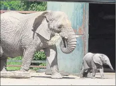  ??  ?? Howletts has the UK’S largest elephant herd