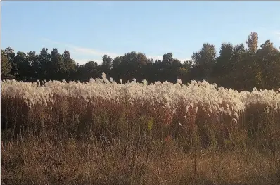  ??  ?? Miscanthus or silvergras­s offers bird habitat as well as food.