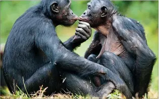  ??  ?? SEXUAL LIBERTAD Palomas ibéricas (arriba) y colobos rojos son monógamos y están en peligro de extinción. Los bonobos, en cambio, son un culto al amor poligámico y libre. ■