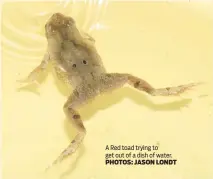  ?? PHOTOS: JASON LONDT ?? A Red toad trying to get out of a dish of water.