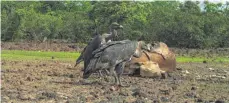  ??  ?? Mahlzeit: Zwei Geier im sogenannte­n Geier-Restaurant im Phansad Wildtier Schutzgebi­et bekommen Rind serviert.