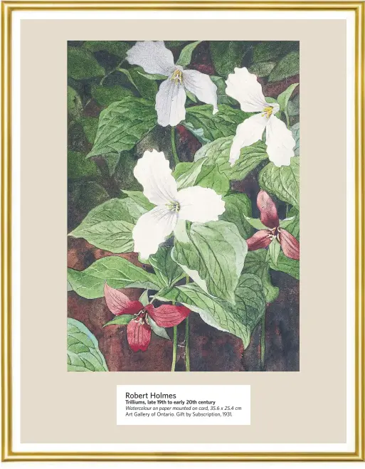  ??  ?? Robert Holmes
Trilliums, late 19th to early 20th century
Watercolou­r on paper mounted on card, 35.6 x 25.4 cm Art Gallery of Ontario. Gift by Subscripti­on, 1931.