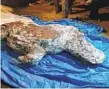  ?? VALERY PLOTNIKOV VIA AP ?? The carcass of a woolly rhino was revealed by melting permafrost in Yakutia in August.