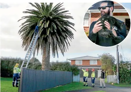  ??  ?? A team from the Ha¯wera Volunteer Fire Brigade rescues the stranded cat from a palm tree on Friday. Inset: Api Hemara was very happy to see Shadow, his family’s pet cat, after it was safely brought down.