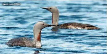  ??  ?? Red-throated Diver