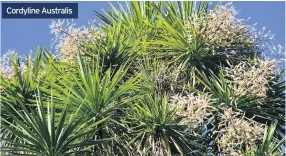  ??  ?? Cordyline Australis