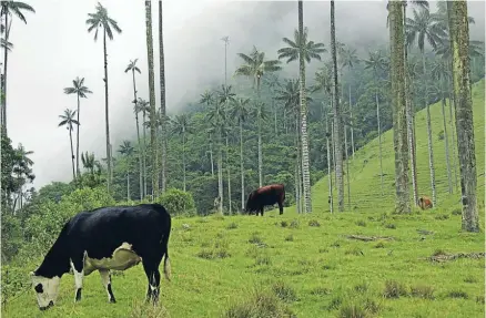  ??  ?? Bucolic charm: Valle de Cocora in Salento, Colombia.