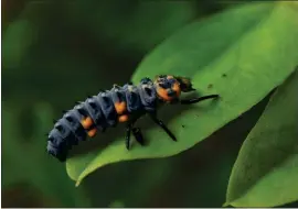  ??  ?? Ladybug larvae is not as “cute” as the ladybug. In fact, the larva is pretty ugly.