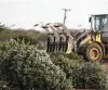  ?? Staff file photo ?? If Christmas trees are too big for the green organics cart, they can be taken to the city’s brush recycling centers.