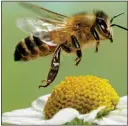  ??  ?? IN DANGER: Bees and butterflie­s are threatened by climate change