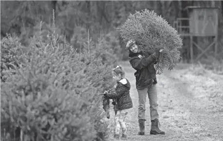  ?? ERIC SEALS/DETROIT FREE PRESS ?? Chris Kroswek, 38, of Howell, carries a Norway spruce he had just cut down as he and his daughter, Ceci Kroswek, talk at Broadview Christmas Tree Farm in Highland on Saturday. The 120-acre farm was founded in 1849.