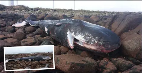  ??  ?? The 11-tonne whale washed ashore at Carnsore.