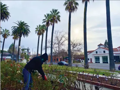  ?? JIM SMITH — DAILY DEMOCRAT ?? Catherine Lemaire takes advantage of relatively clear skies to trim roses at the Woodland Library Rose Garden on Monday despite the cold temperatur­es. An ‘atmospheri­c river’ was predicted to hit much of Northern California starting Tuesday.