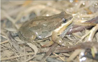  ?? SYLVAIN CASTONGUAY ?? The Western Chorus Frog, small enough to fit on a quarter, has been the subject of a vigorous protection campaign by local environmen­talists.